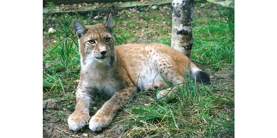 Auch Tiere gibt's bei uns zu entdecken