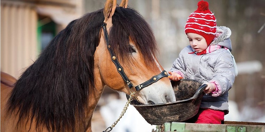Im Rahmen der Kinderbetreuung kann erste Erfahrung im Umgang mit Pferden gesammelt werden